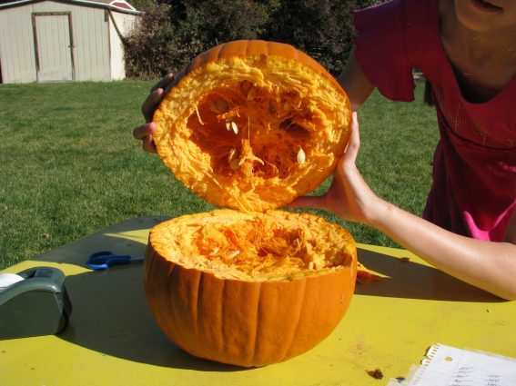 here's what a pumpkin look like split in half with rubber bands